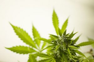 cannabis-per-uso-terapeutico